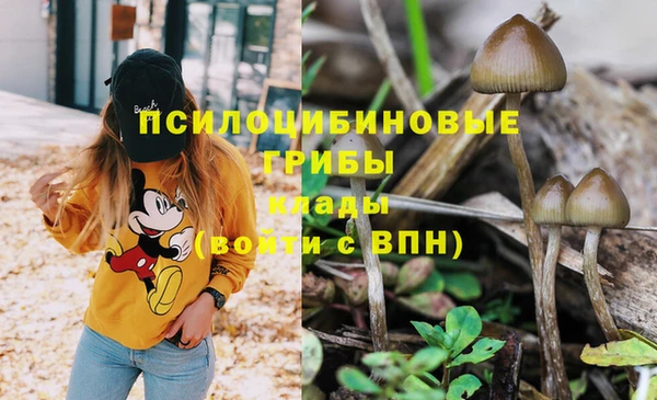 стаф Медногорск