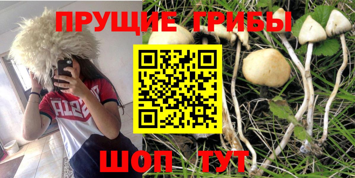 Псилоцибиновые грибы GOLDEN TEACHER Зеленогорск