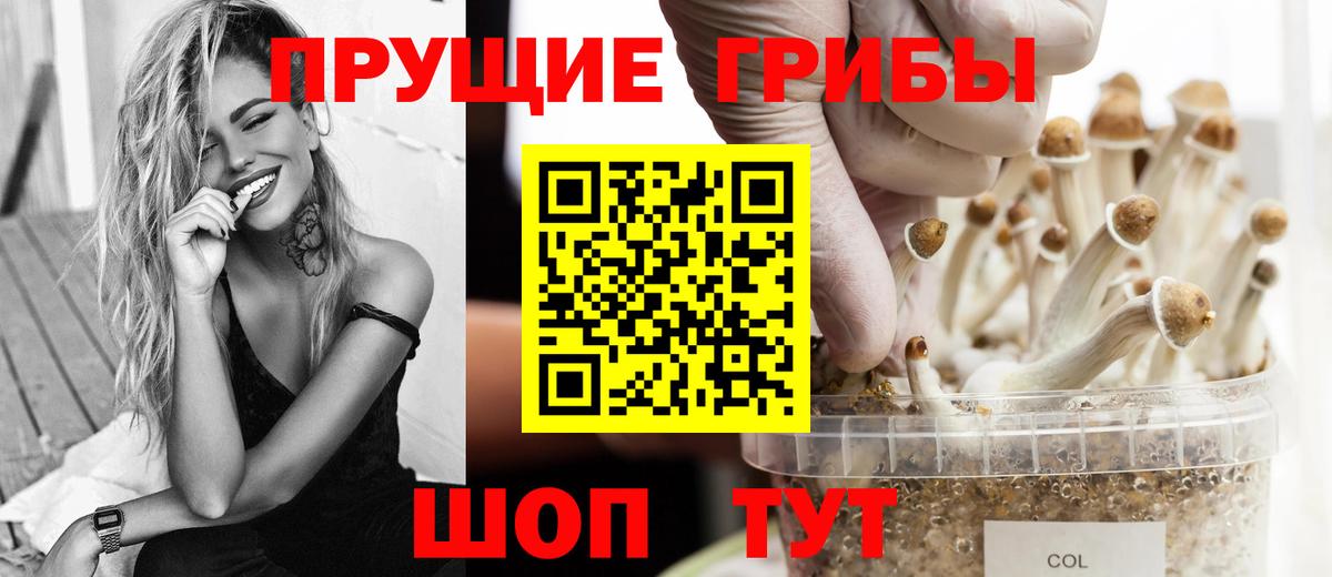 Псилоцибиновые грибы Psilocybe  Зеленогорск 